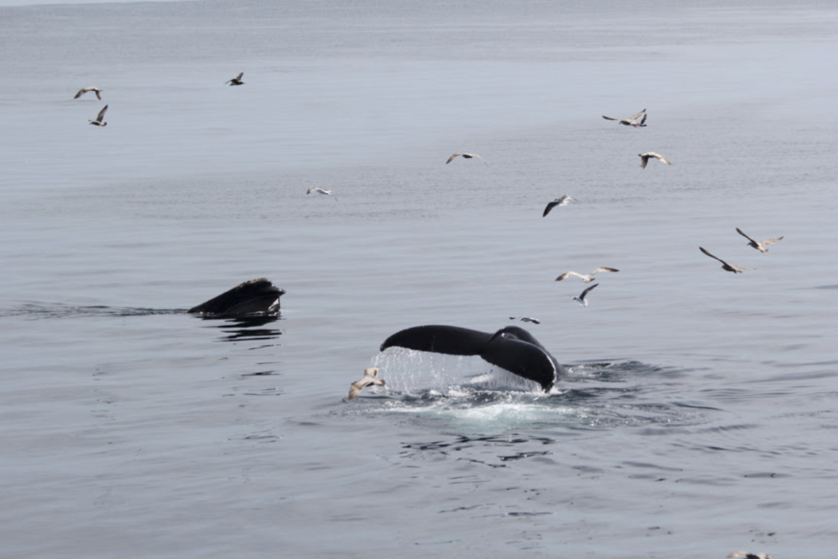 Skærmbillede 2019-05-23 23.43.09