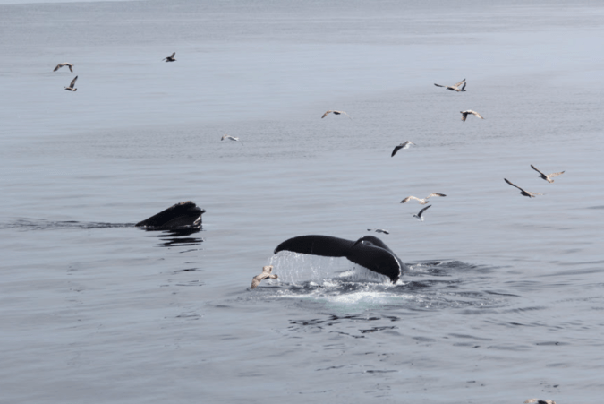 Skærmbillede 2019-05-23 23.43.09